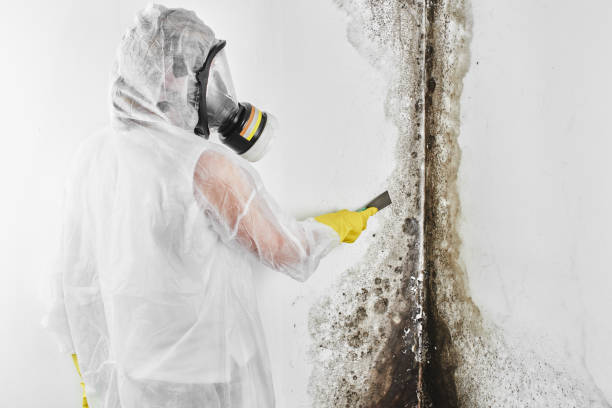 Reliable Englewood, NJ Mold Remediation Solutions